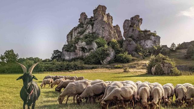 Sur Les Traces Du Berger Aventure 12 Roquesaltes Laetitia Raisin Robert