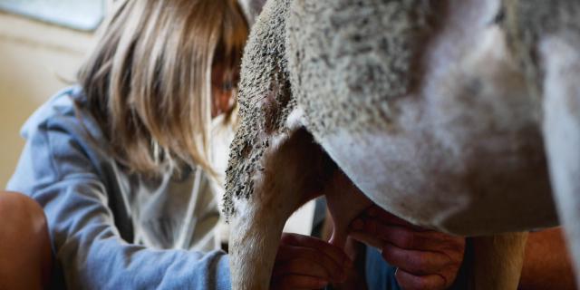 Milking Ewes At De Pinet Farm 13 Ot Millau Grands Causses N. Calmels