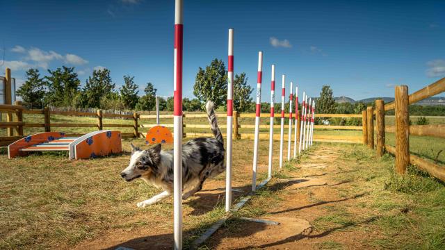 Viaduc Parcours Agility014alexhumbert