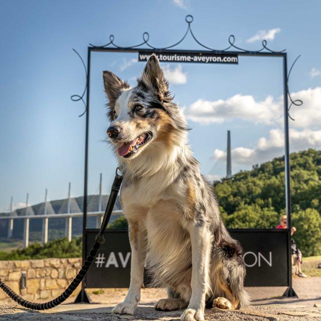 Viaduc Parcours Agility049alexhumbert