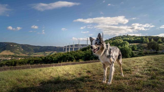 Viaduc Parcours Agility053alexhumbert