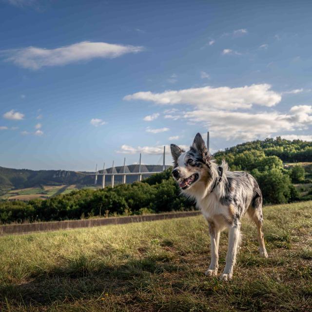 Viaduc Parcours Agility053alexhumbert