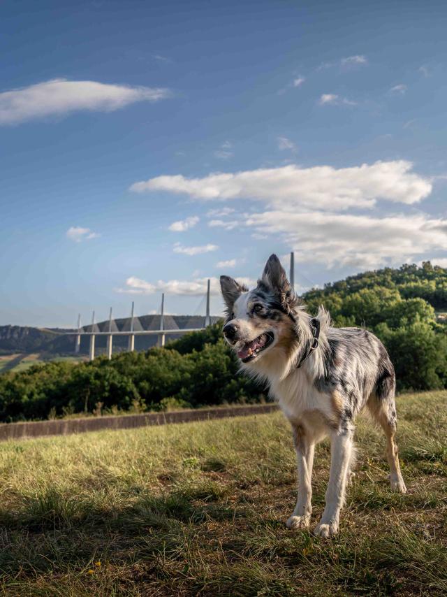 Viaduc Parcours Agility053alexhumbert