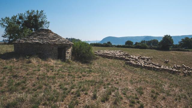 Troupeau Pres Dune Caselle A St Georges De Luzencon 3ot Millau Grands Causses N. Calmels