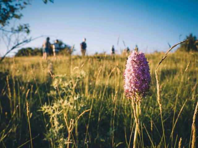 Randonnee Orchidee Sur Les Causses Cstyle Millau Tourisme