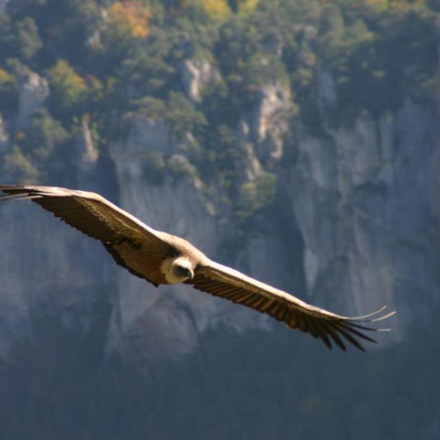 Nature Vulture Credit Photo Serge Duffau