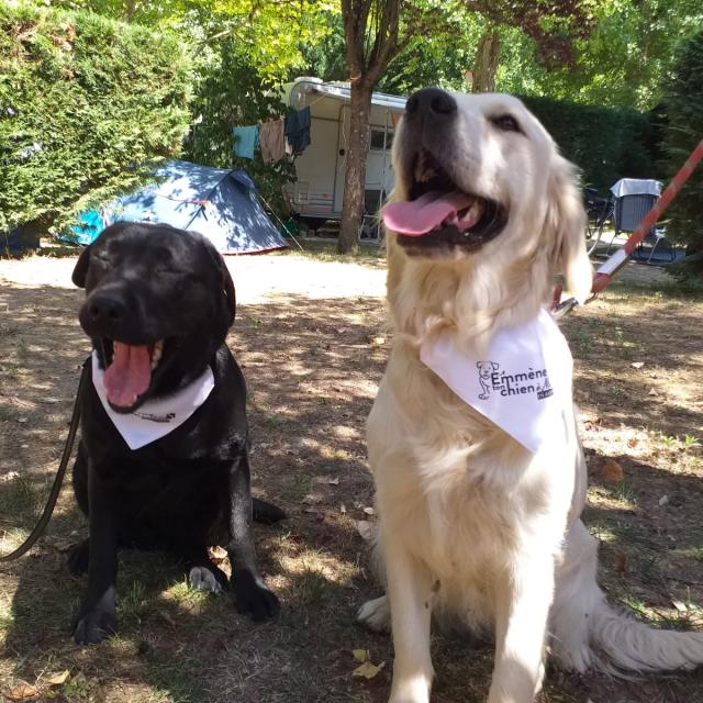 Brigade S Rencontre Toutoux Emmene Ton Chien Exploremillau 15