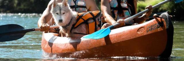 Lleve a su perro a Millau Orugas y cianobacterias Canoedogfriendlycsnowreli