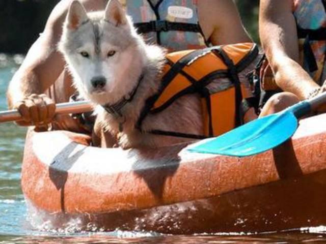 Lleve a su perro a Millau Orugas y cianobacterias Canoedogfriendlycsnowreli