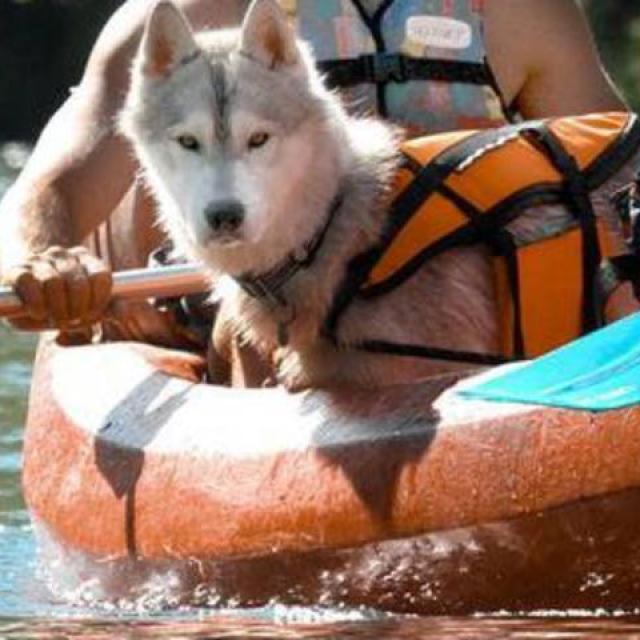 Neem je hond mee naar Millau Rupsen en cyanobacteriën Canoedogfriendlycsnowreli