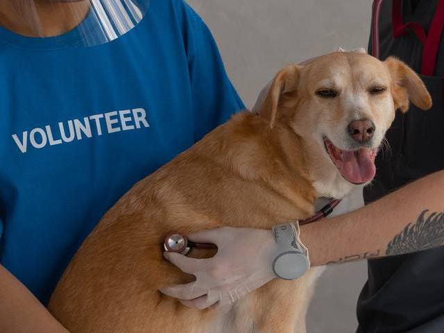 Lleve a su perro a Millau Canine Professionals