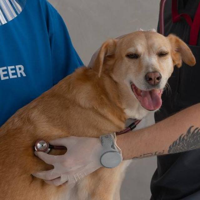 Emmene Ton Chien A Millau Professionels Canins