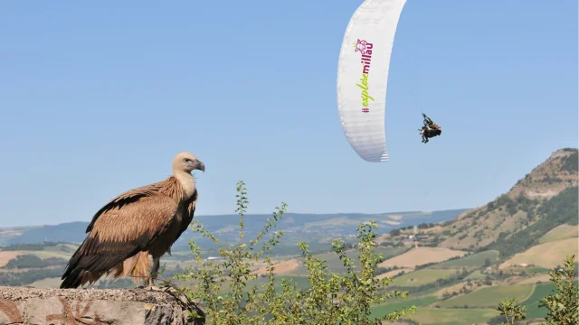 Paragliding Exploremillau Vautours 02