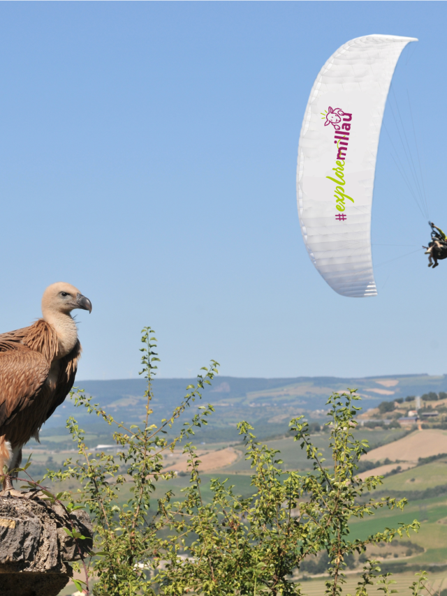 Paragliding Exploremillau Vautours 02