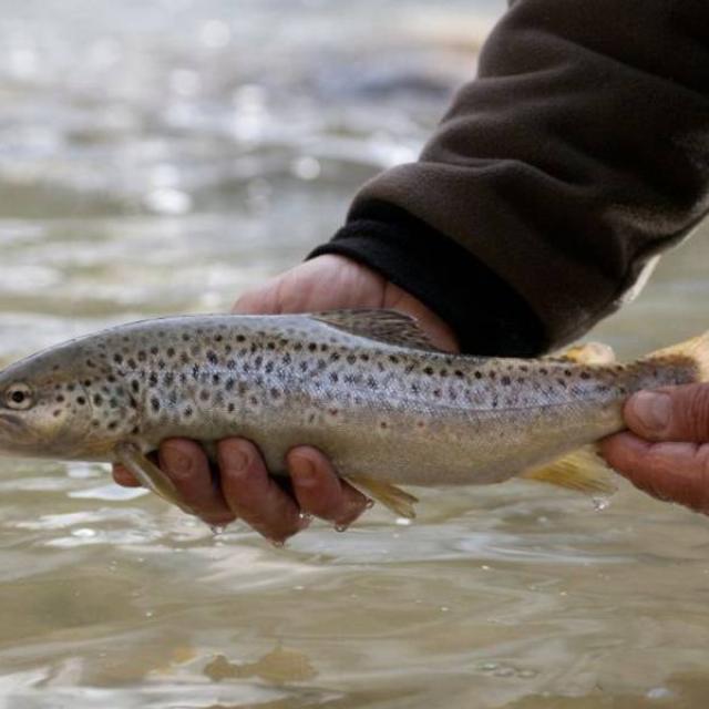 Trout Release in Millau