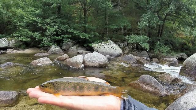 Trout fishing Haute Dourbie D. Heran