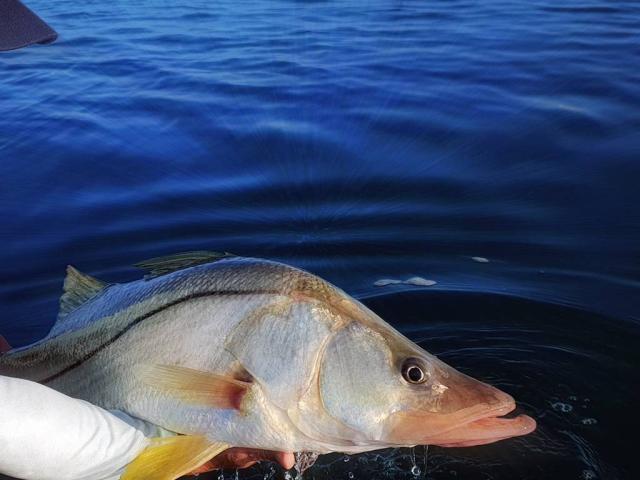 Peche En Guadeloupe 02cscarnafishing