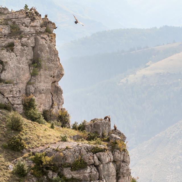 Vultures 105 Office De Tourisme Millau Credit Greg Alric