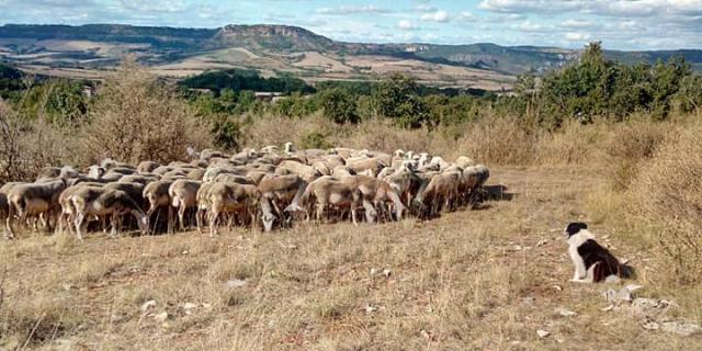 Brebis Sur Le Larzac