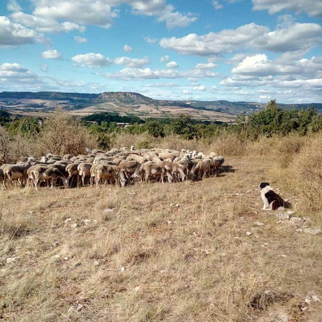 Brebis Sur Le Larzac