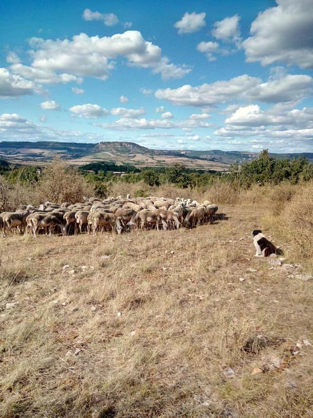 Brebis Sur Le Larzac