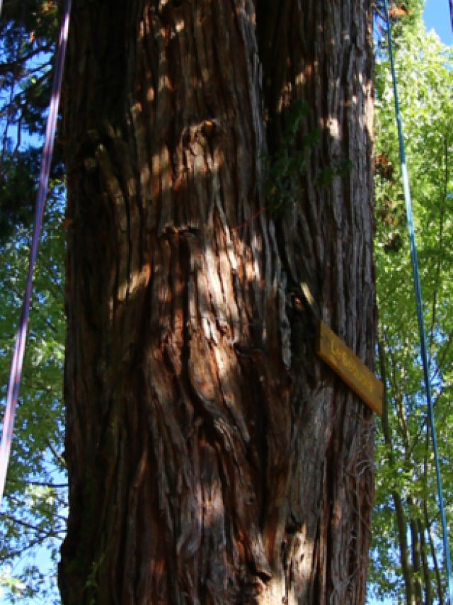 Croisee Des Arbres Croquefort Toerisme