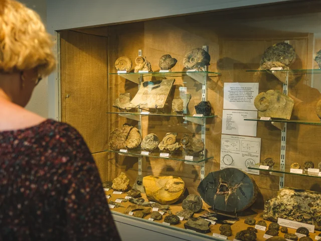 Une collection de fossiles et d’outils en pierre taillés - Musée archéologique l'Hospitalet