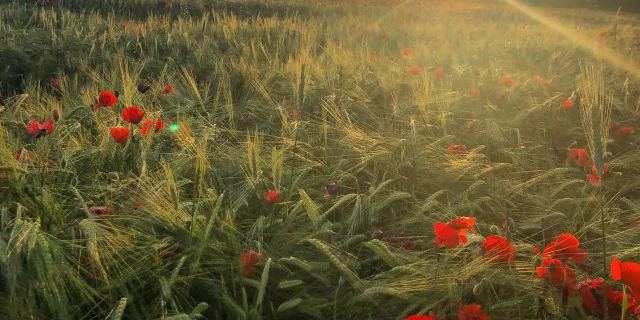 Couché de soleil sur champs de Coquelicots