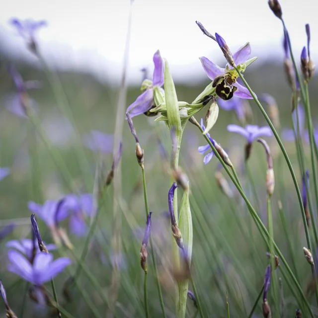 Orchis Dans La Deveze De Lapanouse 2