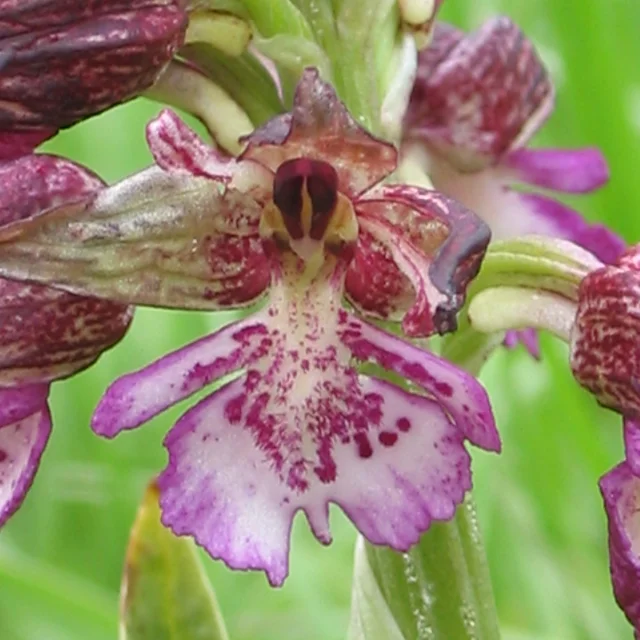 Orchis Pourpre