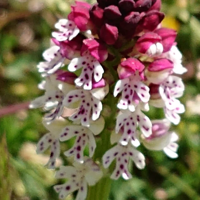 Orchis Brule Cp