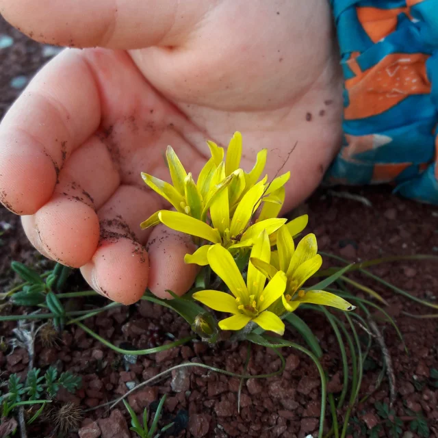 Fleur Du Rougier Ot Rougier Sud Aveyron Min