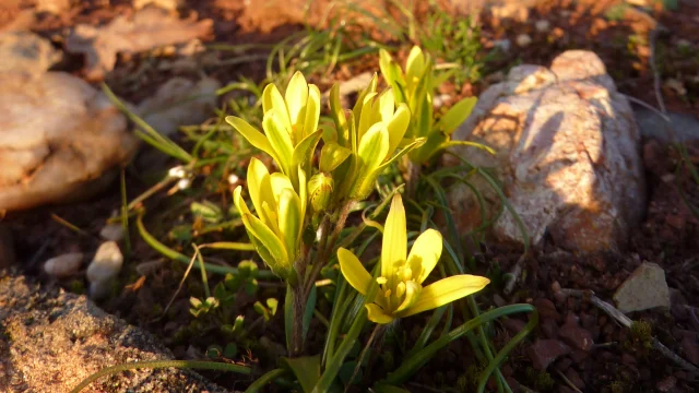 Flore Rougier Ot Rougier Sud Aveyron Min