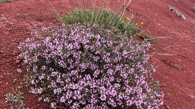 Thym En Fleur Rougier Ot Rougier Sud Aveyron Min