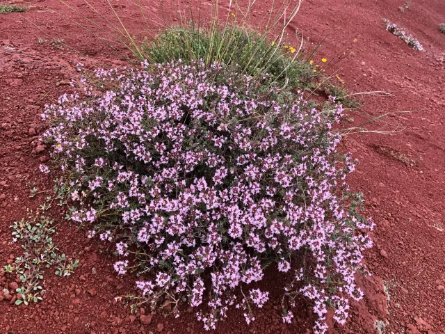 Thym En Fleur Rougier Ot Rougier Sud Aveyron Min